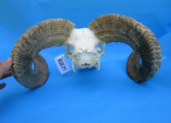 African Merino Sheep/Ram Skull with 25 and 24-1/2 inches Horns - Buy for $159.99