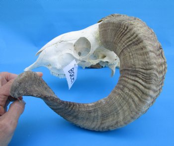 African Merino Sheep/Ram Skull with 25 and 24-1/2 inches Horns - Buy for $159.99