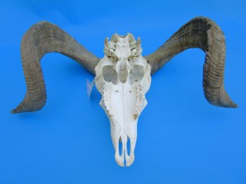 African Merino Sheep/Ram Skull with 25 and 24-1/2 inches Horns - Buy for $159.99