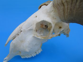 African Merino Sheep/Ram Skull with 25 and 24-1/2 inches Horns - Buy for $159.99