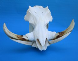 14-1/2 inches Large Warthog Skull with 9 and 8-3/4 inches Ivory Tusks - Buy this one for $184.99