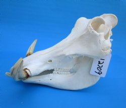 14-1/2 inches Large Warthog Skull with 9 and 8-3/4 inches Ivory Tusks - Buy this one for $184.99