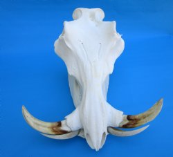 14-1/2 inches Large Warthog Skull with 9 and 8-3/4 inches Ivory Tusks - Buy this one for $184.99