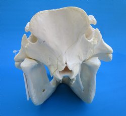 14-1/2 inches Large Warthog Skull with 9 and 8-3/4 inches Ivory Tusks - Buy this one for $184.99