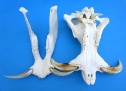 14-1/2 inches Large Warthog Skull with 9 and 8-3/4 inches Ivory Tusks - Buy this one for $184.99