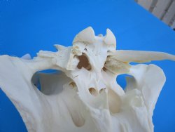 14-1/2 inches Large Warthog Skull with 9 and 8-3/4 inches Ivory Tusks - Buy this one for $184.99