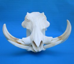 14 inches Large Warthog Skull with 9-1/4 and 9-1/2 inches Ivory Tusks - Buy this one for $184.99