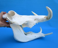 14 inches Large Warthog Skull with 9-1/4 and 9-1/2 inches Ivory Tusks - Buy this one for $184.99