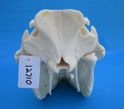 14 inches Large Warthog Skull with 9-1/4 and 9-1/2 inches Ivory Tusks - Buy this one for $184.99