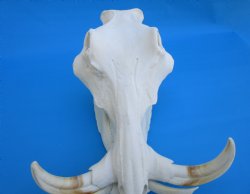 14 inches Large Warthog Skull with 9-1/4 and 9-1/2 inches Ivory Tusks - Buy this one for $184.99