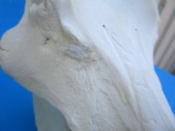 14 inches Large Warthog Skull with 9-1/4 and 9-1/2 inches Ivory Tusks - Buy this one for $184.99