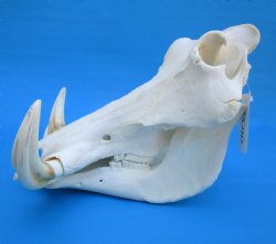 14 inches Large Warthog Skull with 9-1/4 and 9-1/2 inches Ivory Tusks - Buy this one for $184.99