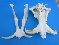 14 inches Large Warthog Skull with 9-1/4 and 9-1/2 inches Ivory Tusks - Buy this one for $184.99