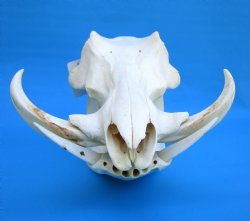 14-1/2 inches Large Warthog Skull with 7-1/4 and 7-1/2 inches Ivory Tusks - Buy this one for $154.99