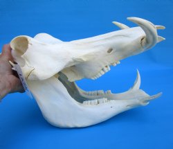 14-1/2 inches Large Warthog Skull with 7-1/4 and 7-1/2 inches Ivory Tusks - Buy this one for $154.99
