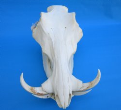 14-1/2 inches Large Warthog Skull with 7-1/4 and 7-1/2 inches Ivory Tusks - Buy this one for $154.99