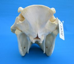 14-1/2 inches Large Warthog Skull with 7-1/4 and 7-1/2 inches Ivory Tusks - Buy this one for $154.99