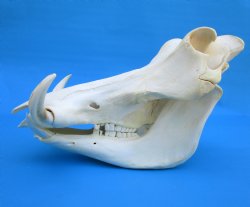14-1/2 inches Large Warthog Skull with 7-1/4 and 7-1/2 inches Ivory Tusks - Buy this one for $154.99