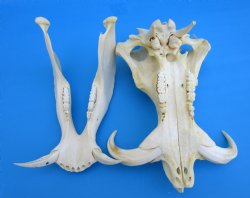 14-1/2 inches Large Warthog Skull with 7-1/4 and 7-1/2 inches Ivory Tusks - Buy this one for $154.99