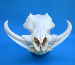 13-1/4 inches Large Warthog Skull with 7-3/4 and 7-1/2 inches Ivory Tusks - Buy this one for $144.99
