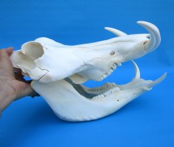 13-1/4 inches Large Warthog Skull with 7-3/4 and 7-1/2 inches Ivory Tusks - Buy this one for $144.99