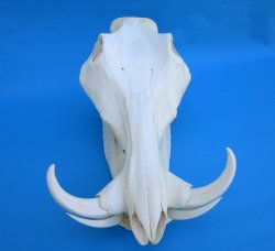 13-1/4 inches Large Warthog Skull with 7-3/4 and 7-1/2 inches Ivory Tusks - Buy this one for $144.99