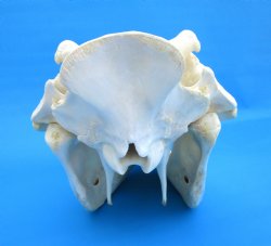 13-1/4 inches Large Warthog Skull with 7-3/4 and 7-1/2 inches Ivory Tusks - Buy this one for $144.99