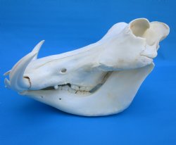 13-1/4 inches Large Warthog Skull with 7-3/4 and 7-1/2 inches Ivory Tusks - Buy this one for $144.99