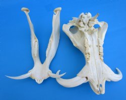 13-1/4 inches Large Warthog Skull with 7-3/4 and 7-1/2 inches Ivory Tusks - Buy this one for $144.99