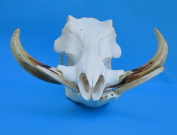 14 inches Large Warthog Skull with 9-3/4 and 10-1/2 inches Ivory Tusks - Buy this one for $174.99