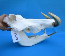 14 inches Large Warthog Skull with 9-3/4 and 10-1/2 inches Ivory Tusks - Buy this one for $174.99