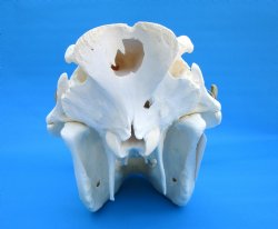14 inches Large Warthog Skull with 9-3/4 and 10-1/2 inches Ivory Tusks - Buy this one for $174.99