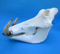 14 inches Large Warthog Skull with 9-3/4 and 10-1/2 inches Ivory Tusks - Buy this one for $174.99