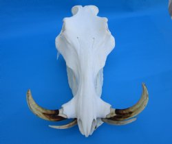14 inches Large Warthog Skull with 9-3/4 and 10-1/2 inches Ivory Tusks - Buy this one for $174.99