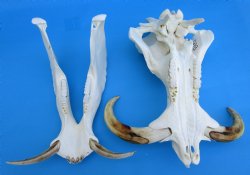 14 inches Large Warthog Skull with 9-3/4 and 10-1/2 inches Ivory Tusks - Buy this one for $174.99