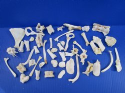 50 Assorted Small Animal Bones 1 to 4 inches for .60 each