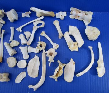 50 Assorted Small Animal Bones 1 to 4 inches for .60 each
