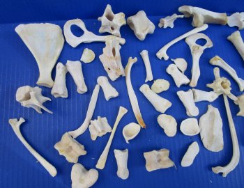 50 Assorted Small Animal Bones 1 to 4 inches for .60 each