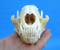 5-1/4 inches Real R...