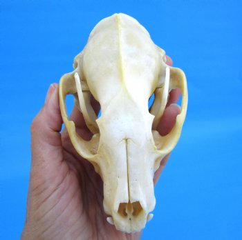 5-1/4 inches Real Raccoon Skull for $43.99