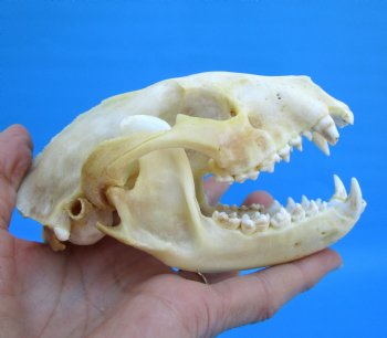 5-1/4 inches Real Raccoon Skull for $43.99