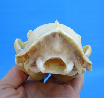 5-1/4 inches Real Raccoon Skull for $43.99