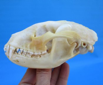 5-1/4 inches Real Raccoon Skull for $43.99