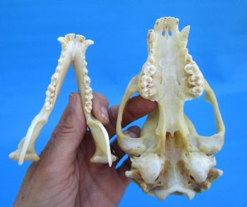 5-1/4 inches Real Raccoon Skull for $43.99
