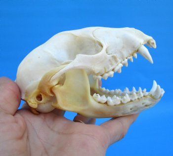 4-1/2 inches North American Raccoon Skull for $43.99