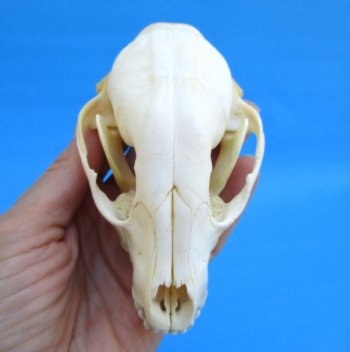4-1/2 inches North American Raccoon Skull for $43.99