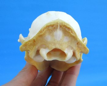 4-1/2 inches North American Raccoon Skull for $43.99