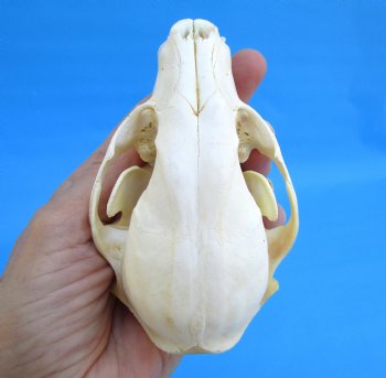 4-1/2 inches North American Raccoon Skull for $43.99