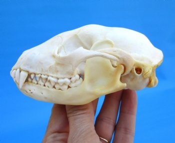 4-1/2 inches North American Raccoon Skull for $43.99