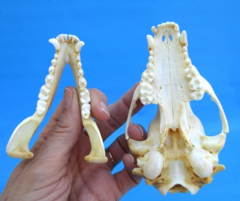 4-1/2 inches North American Raccoon Skull for $43.99